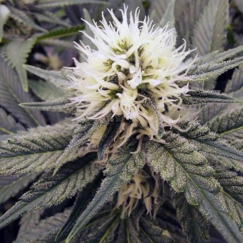 The Garden 2021 - Dinafem OG Cookies. Week 11