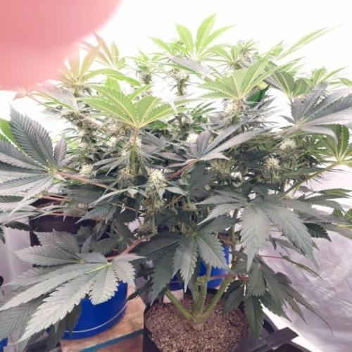The Garden 2021 - Dinafem OG Cookies. Week 11