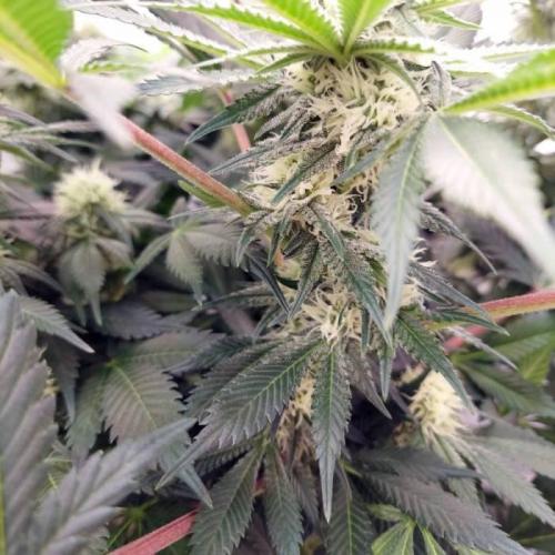 The Garden 2021 - Dinafem OG Cookies. Week 11