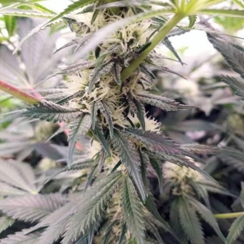 The Garden 2021 - Dinafem OG Cookies. Week 11