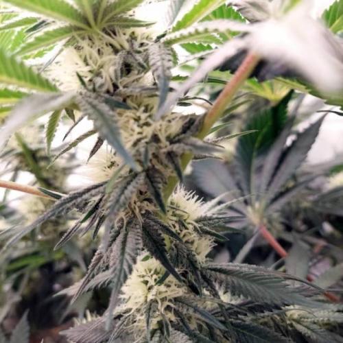 The Garden 2021 - Dinafem OG Cookies. Week 11