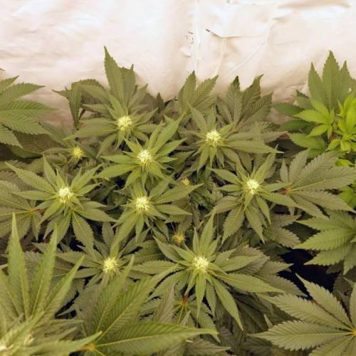 The Garden 2021 - Dinafem OG Cookies. Week 11