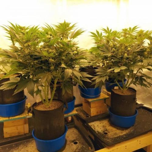 The Garden 2021 - Dinafem OG Cookies. Week 11