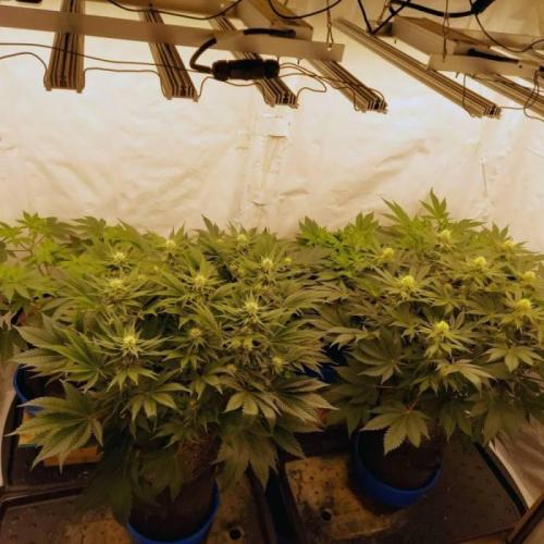 The Garden 2021 - Dinafem OG Cookies. Week 11