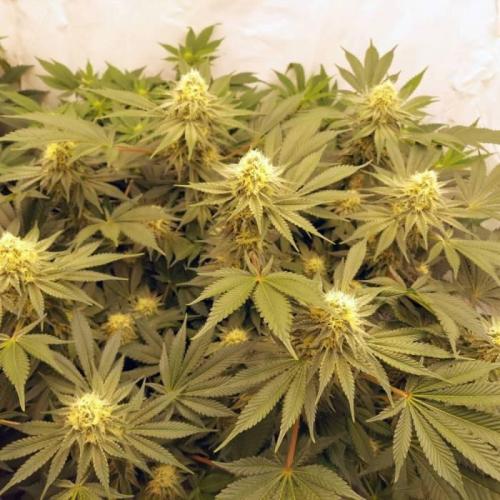 The Garden 2021 - Dinafem OG Cookies. Week 13