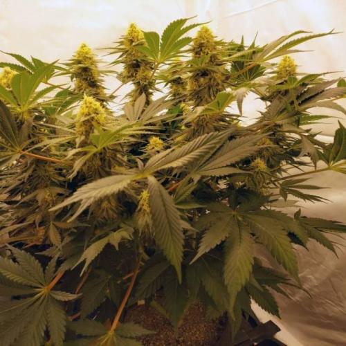 The Garden 2021 - Dinafem OG Cookies. Week 13