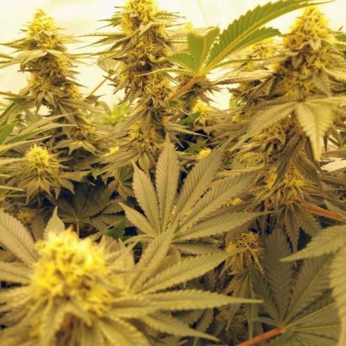The Garden 2021 - Dinafem OG Cookies. Week 13