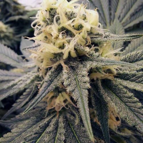 The Garden 2021 - Dinafem OG Cookies. Week 13