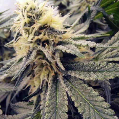 The Garden 2021 - Dinafem OG Cookies. Week 13
