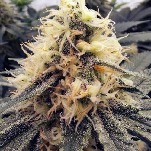 The Garden 2021 - Dinafem OG Cookies. Week 13