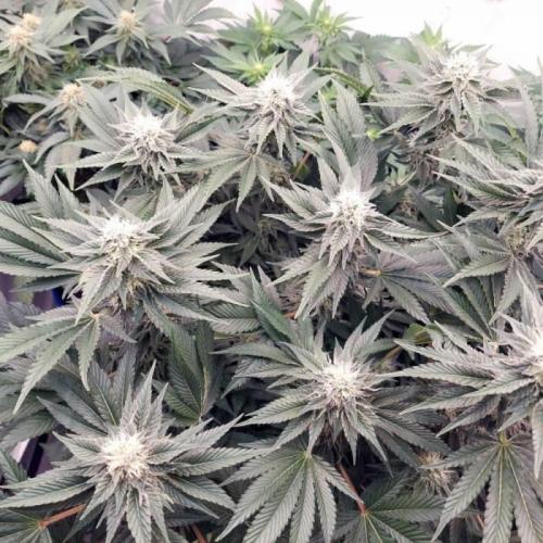 The Garden 2021 - Dinafem OG Cookies. Week 13
