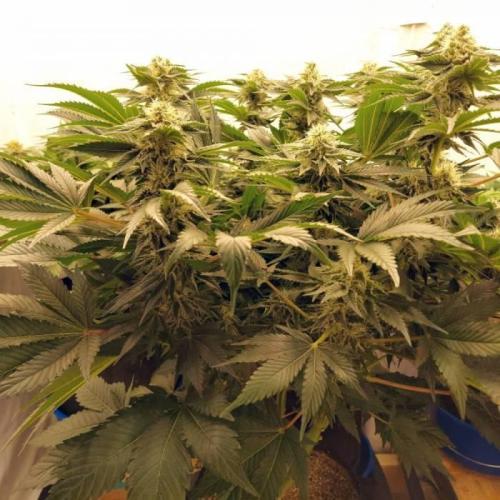The Garden 2021 - Dinafem OG Cookies. Week 13