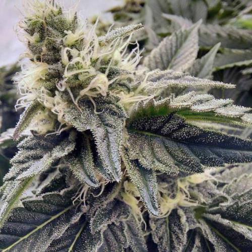 The Garden 2021 - Dinafem OG Cookies. Week 13