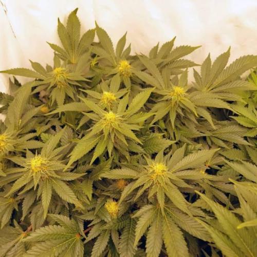 The Garden 2021 - Dinafem OG Cookies. Week 13