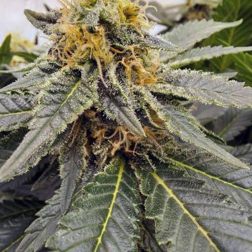 The Garden 2021 - Dinafem OG Cookies. Week 13