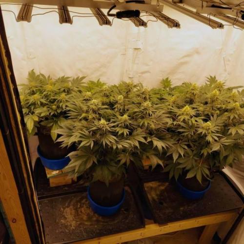 The Garden 2021 - Dinafem OG Cookies. Week 13