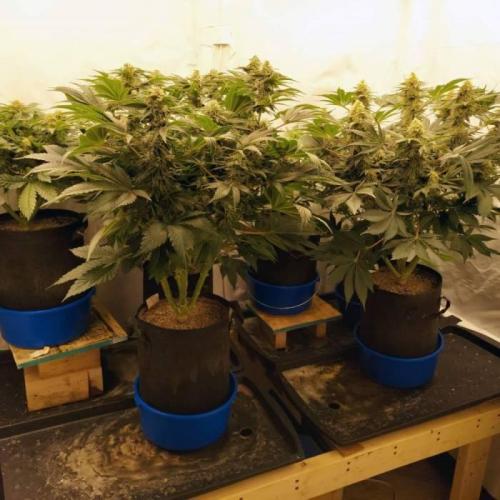 The Garden 2021 - Dinafem OG Cookies. Week 13