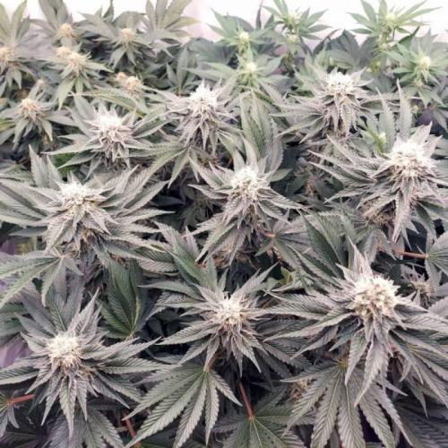 The Garden 2021 - Dinafem OG Cookies. Week 14