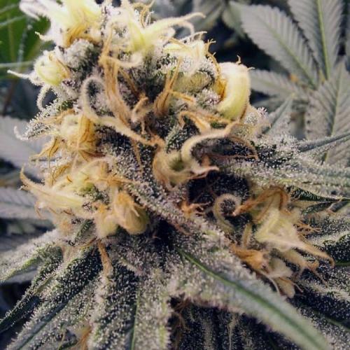 The Garden 2021 - Dinafem OG Cookies. Week 14