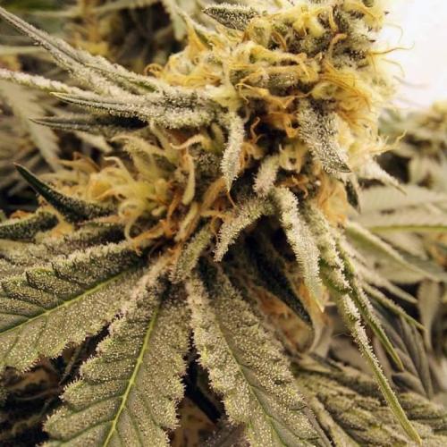 The Garden 2021 - Dinafem OG Cookies. Week 14