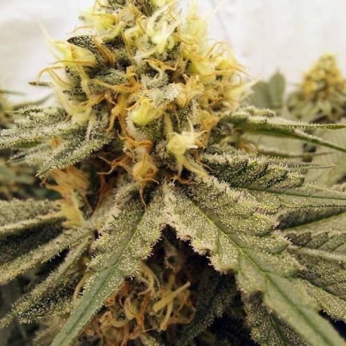 The Garden 2021 - Dinafem OG Cookies. Week 14