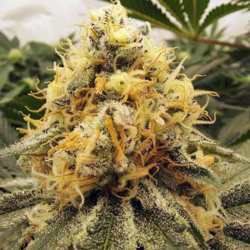 The Garden 2021 - Dinafem OG Cookies. Week 14