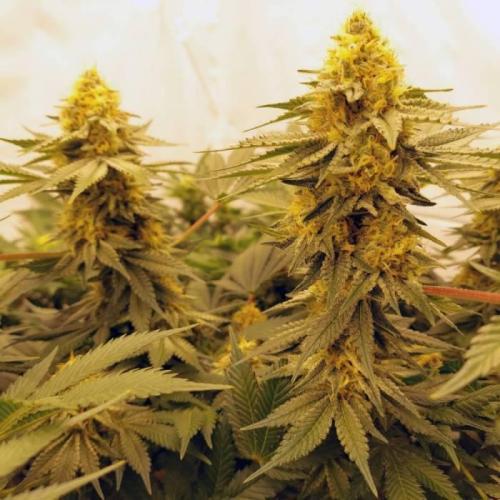 The Garden 2021 - Dinafem OG Cookies. Week 14