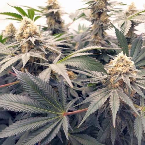 The Garden 2021 - Dinafem OG Cookies. Week 14
