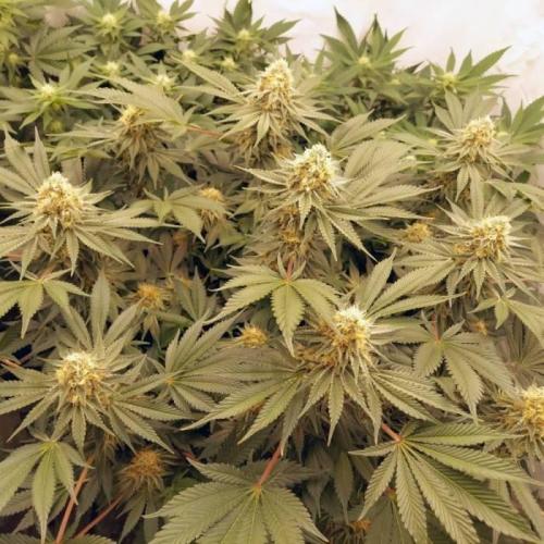 The Garden 2021 - Dinafem OG Cookies. Week 14
