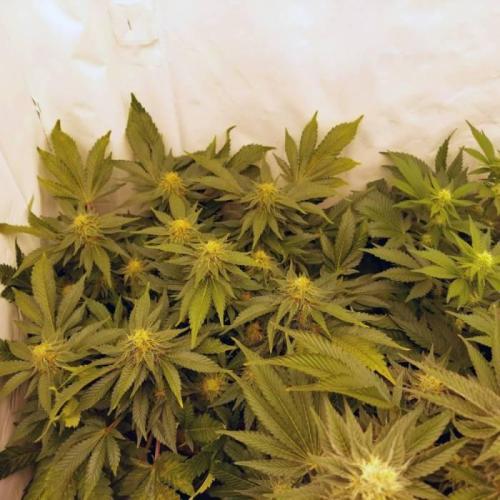 The Garden 2021 - Dinafem OG Cookies. Week 14