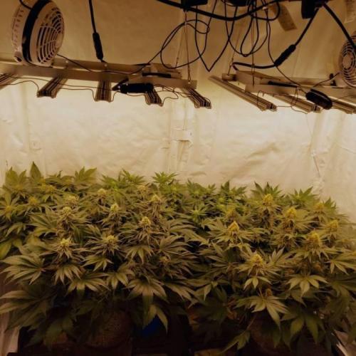 The Garden 2021 - Dinafem OG Cookies. Week 14