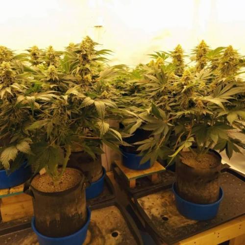 The Garden 2021 - Dinafem OG Cookies. Week 14