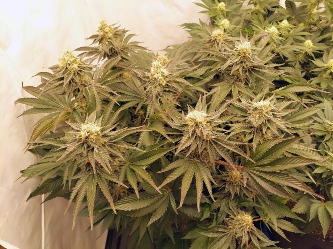 The Garden 2021 - Dinafem OG Cookies. Week 15