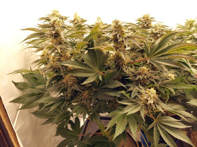 The Garden 2021 - Dinafem OG Cookies. Week 15