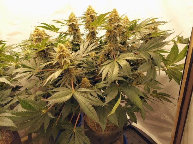 The Garden 2021 - Dinafem OG Cookies. Week 15
