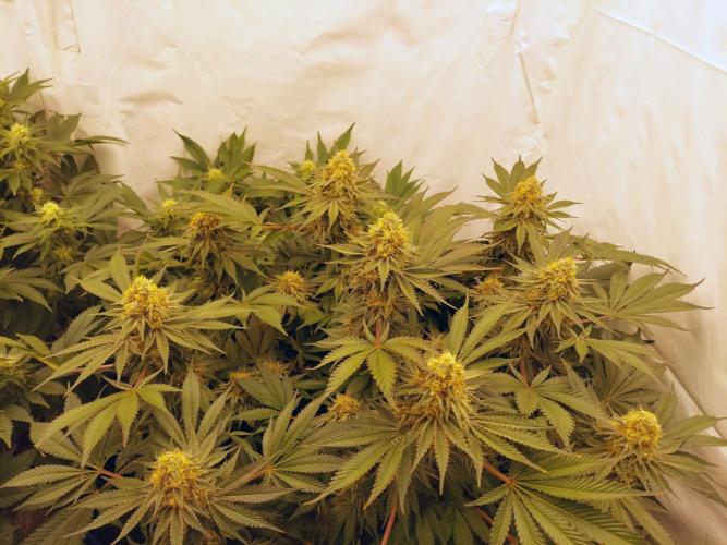 The Garden 2021 - Dinafem OG Cookies. Week 15