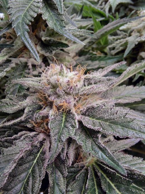 The Garden 2021 - Dinafem OG Cookies. Week 15