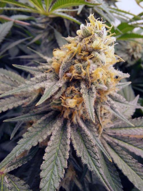 The Garden 2021 - Dinafem OG Cookies. Week 15