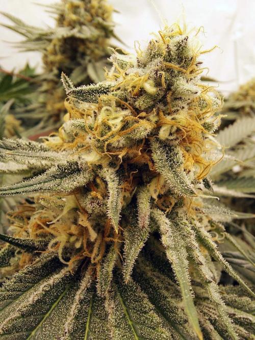 The Garden 2021 - Dinafem OG Cookies. Week 15