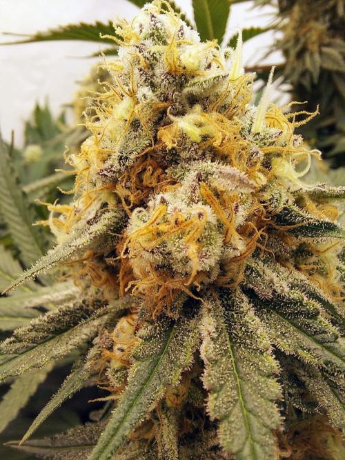 The Garden 2021 - Dinafem OG Cookies. Week 15