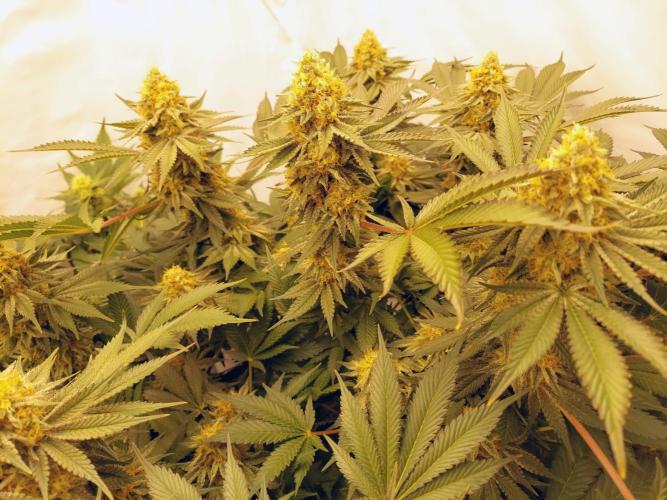 The Garden 2021 - Dinafem OG Cookies. Week 15