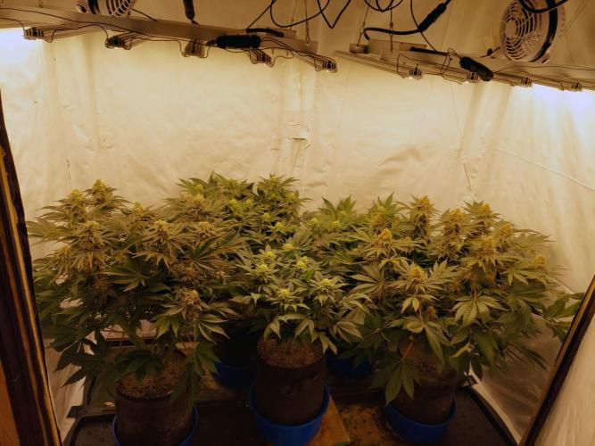 The Garden 2021 - Dinafem OG Cookies. Week 15