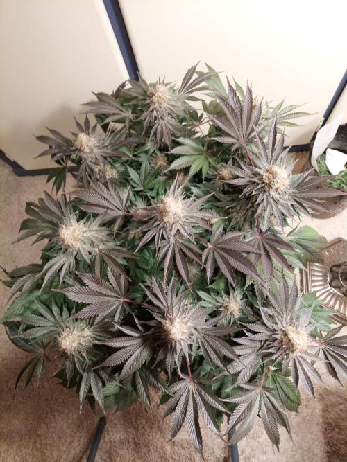 The Garden 2021 - Dinafem OG Cookies. Week 16