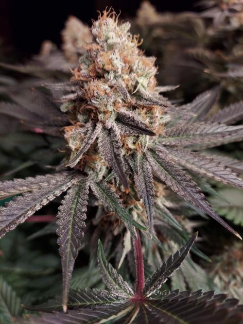 The Garden 2021 - Dinafem OG Cookies. Week 16