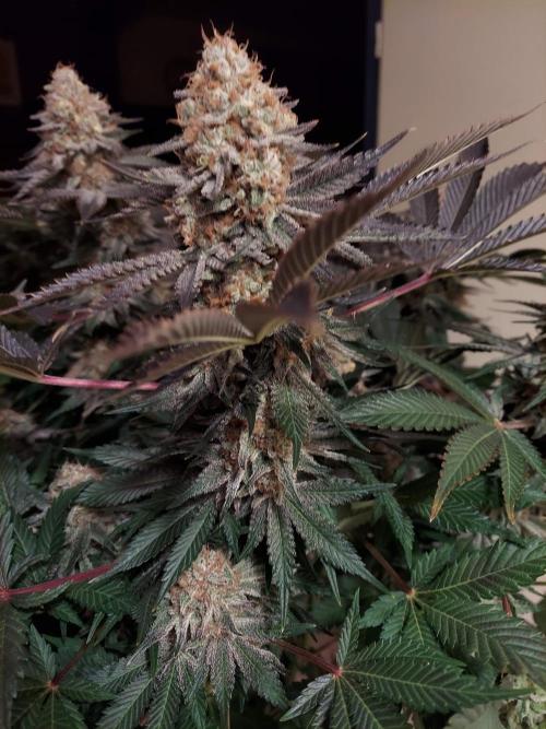 The Garden 2021 - Dinafem OG Cookies. Week 16