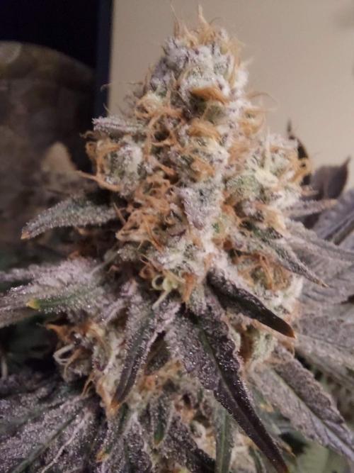 The Garden 2021 - Dinafem OG Cookies. Week 16