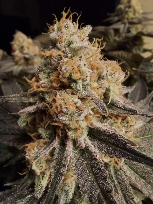 The Garden 2021 - Dinafem OG Cookies. Week 16