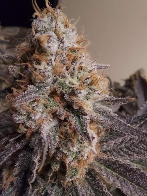 The Garden 2021 - Dinafem OG Cookies. Week 16