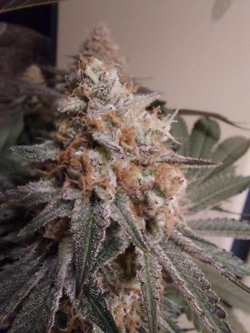 The Garden 2021 - Dinafem OG Cookies. Week 16