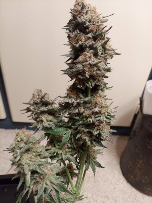 The Garden 2021 - Dinafem OG Cookies. Week 17
